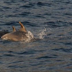 Mare&Vento 2013 Isole Pontine