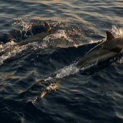 Mare&Vento 2013 Isole Pontine